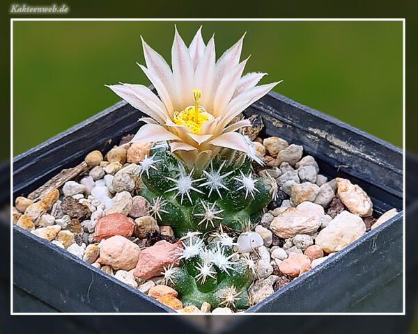 Escobaria missouriensis subsp. navajoensis RP 33