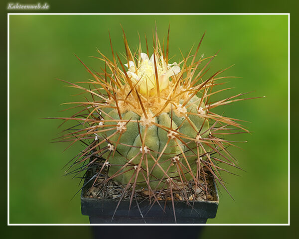 Copiapoa haseltoniana FK 33 - 10 Korn