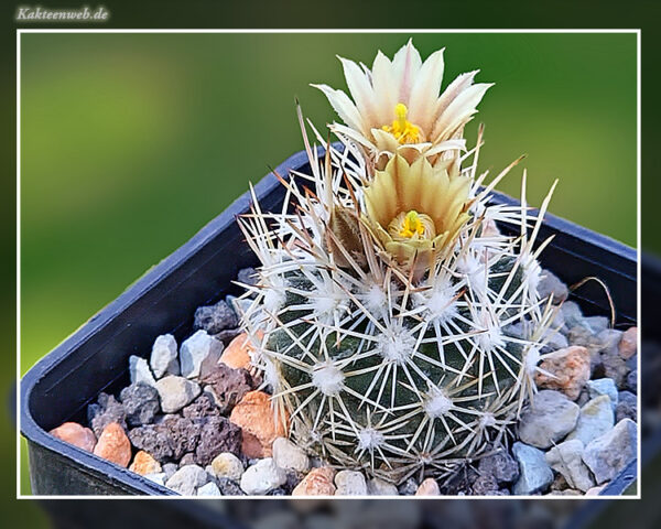 Escobaria robbinsorum SB 464 - 10 Korn