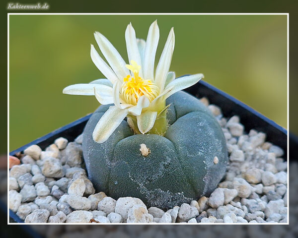 Lophophora alberto-vojtechii VM 834 - 10 Korn