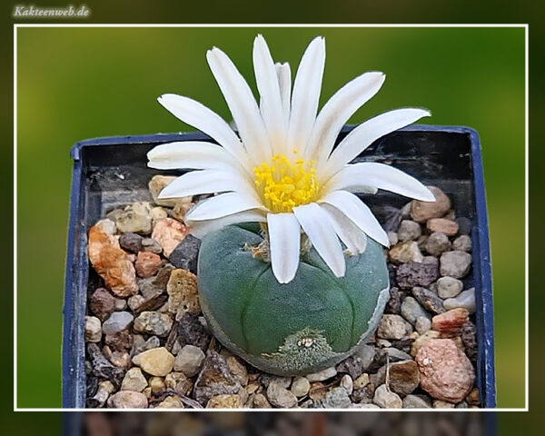 Lophophora alberto-vojtechii VM 842 - 10 Korn