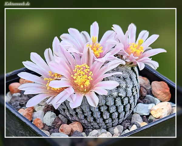 Mammillaria pectinifera - 10 Korn