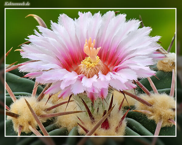 Echinocactus texensis