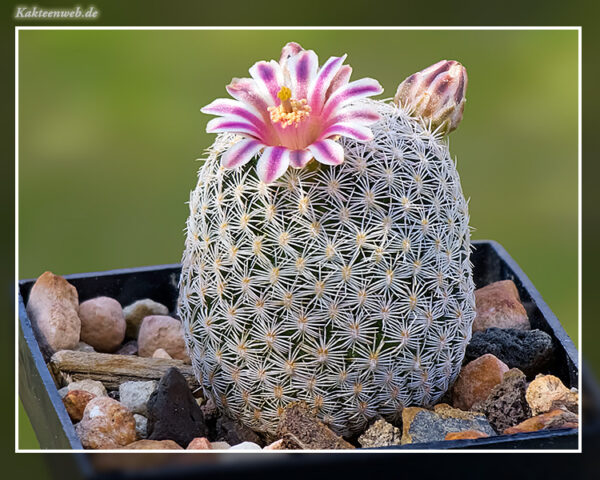 Mammillaria hermosana VZD 1181 - 10 Korn