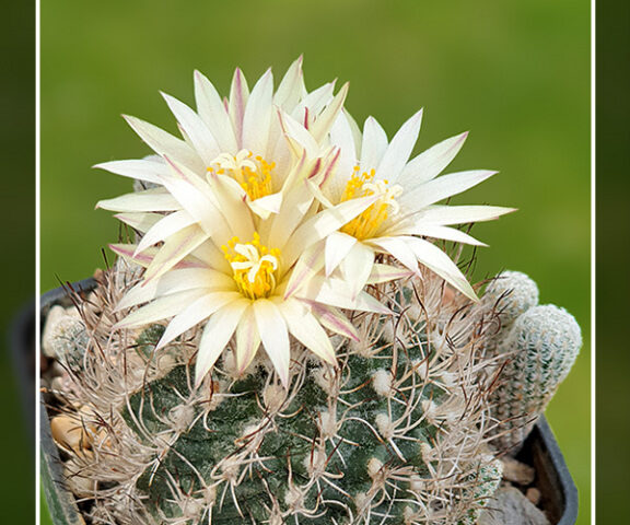 Turbinicarpus krainzianus subsp. minimus - 10 Korn