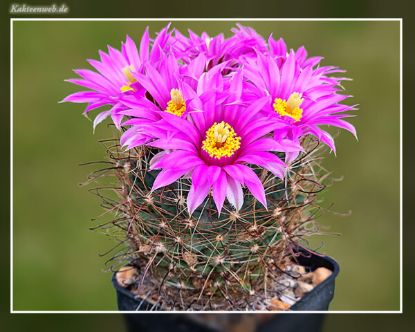 Mammillaria wrightii SB 374