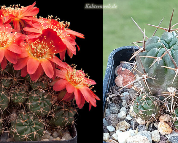 Lobivia acanthoplegma