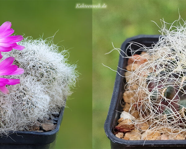 Sulcorebutia hertusii KK 2005