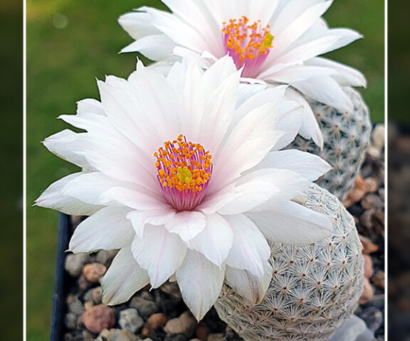 Mammillaria herrerae var. albiflora - 10 Korn