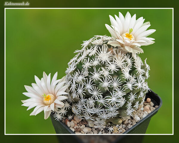 Escobaria abdita