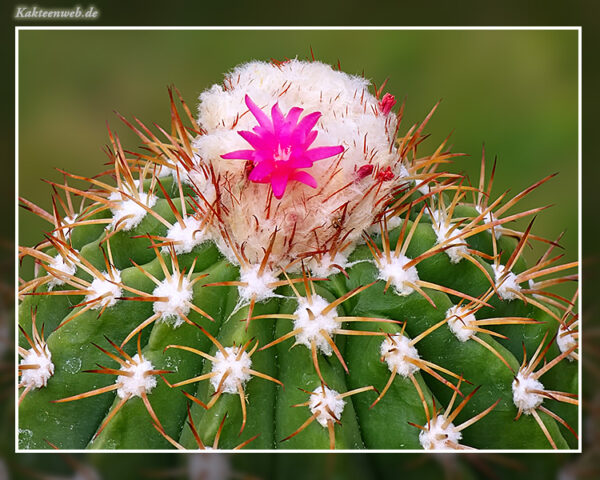 Melocactus schatzlii