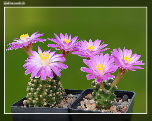 Mammillaria saboae ssp. roczekii