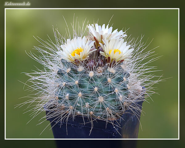 Pediocactus paradinei SB 502 - 10 Korn