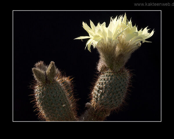 Frailea alacriportana FS 018