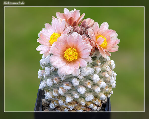 Pediocactus winkleri RP 132w - 10 Korn