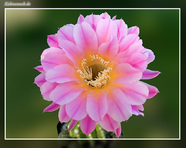 Echinopsis Hybride BEX 245