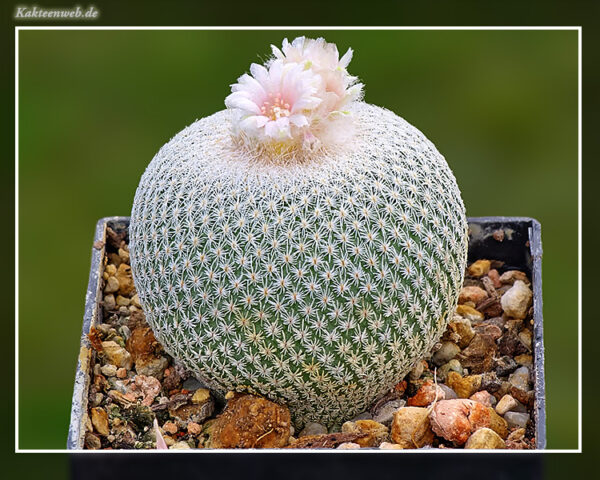 Epithelantha ilariae VM 654