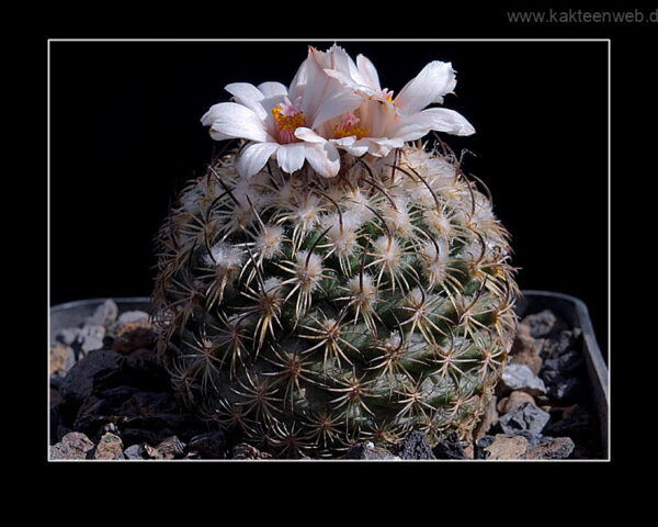 Gymnocactus ysabelae - 25 Korn