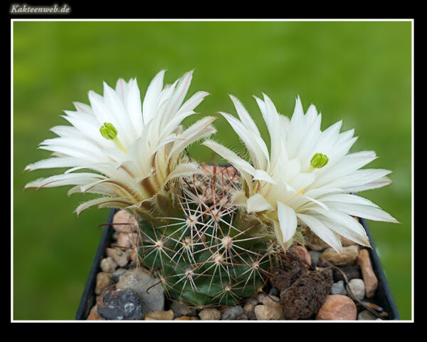 Mammillaria wrightii var. wolfii