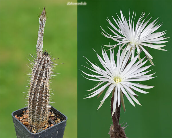 Setiechinopsis mirabilis