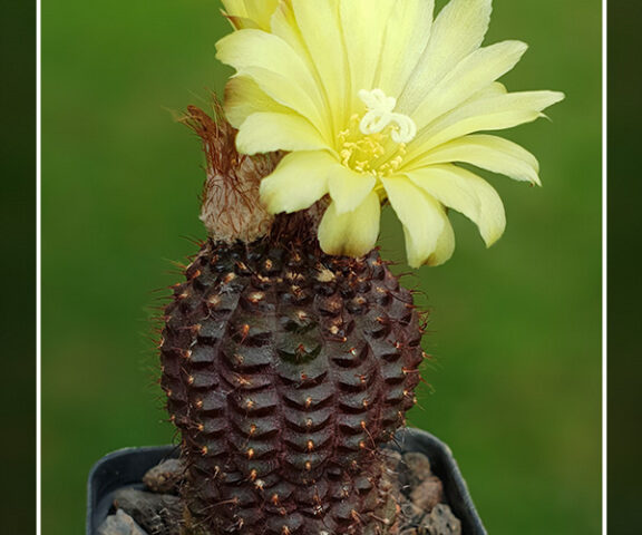 Frailea mammifera ssp. angelesiae - 25 Korn