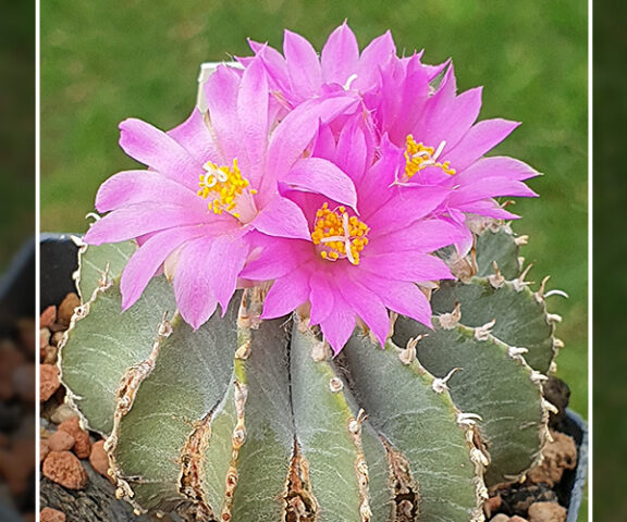 Geohintonia mexicana