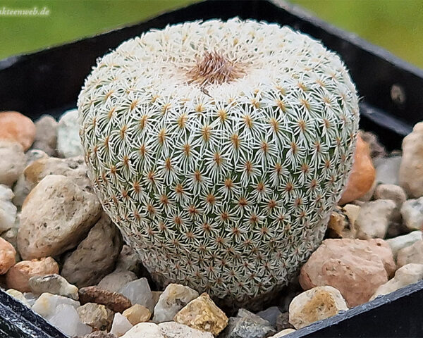 Epithelantha micromeris