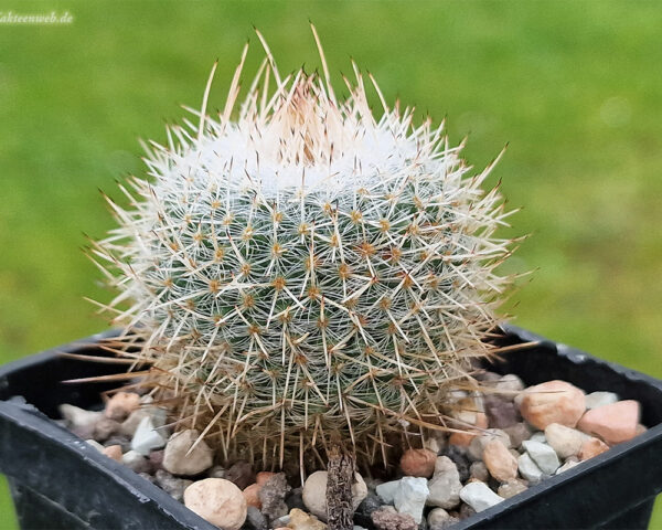 Mammillaria geminispina