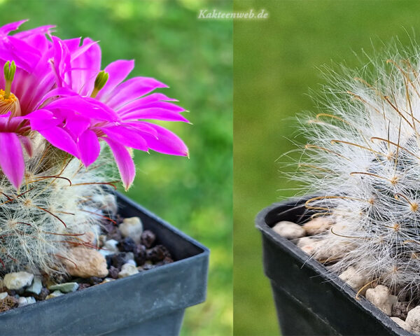 Mammillaria guelzowiana
