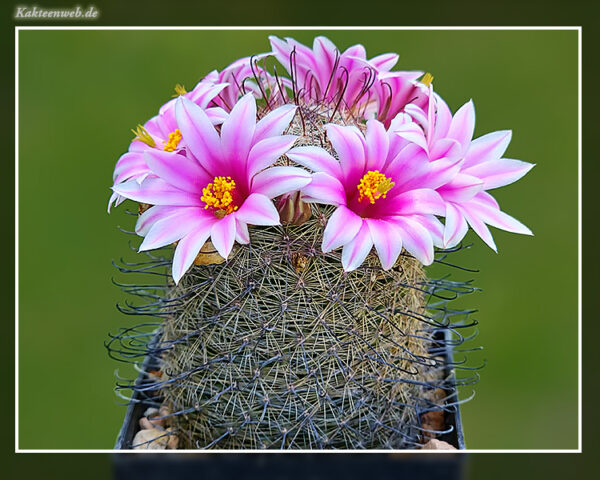 Mammillaria microcarpa SB 1778 - 25 Korn