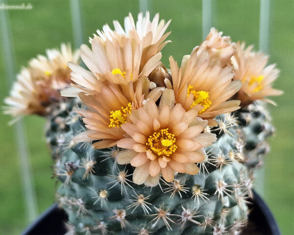 Pediocactus despainii  - 10 Korn