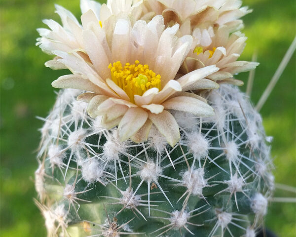 Pediocactus winkleri - 10 Korn
