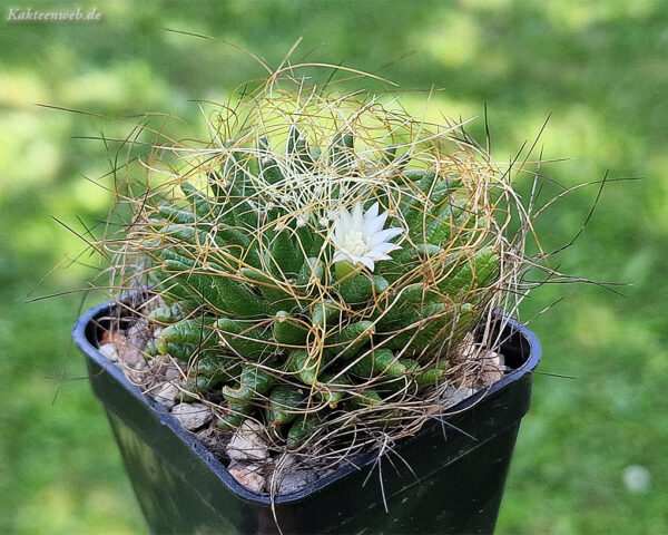Mammillaria camptotricha