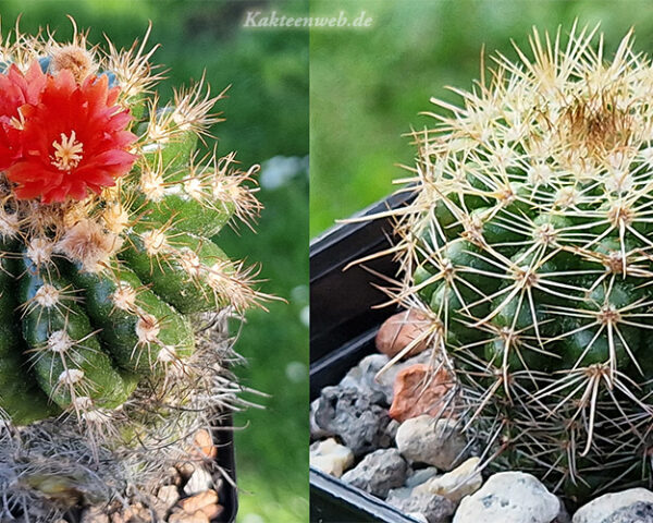Parodia mairanana