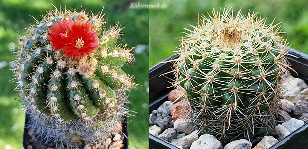 Parodia mairanana