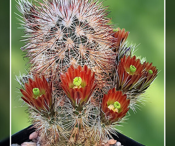 Echinocereus russanthus - 25 Korn