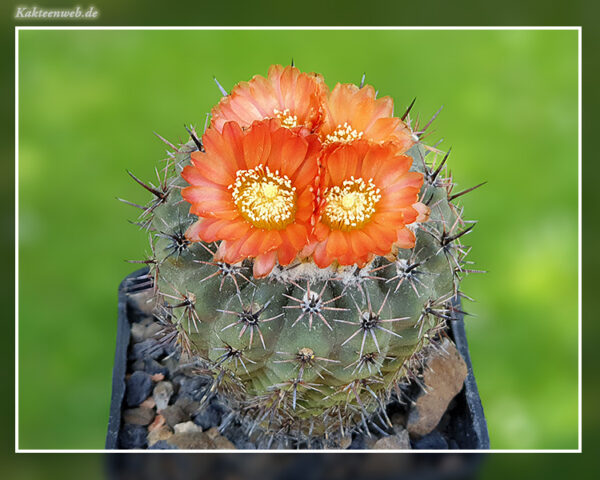 Parodia subterranea - 10 Korn