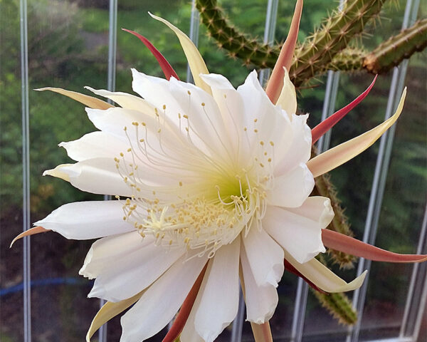 Selenicereus nelsonii - unbewurzelter Abschnitt