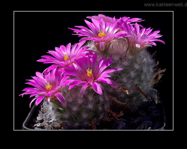 Mammillaria guelzowiana