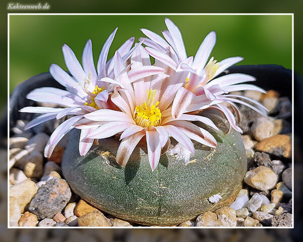 Lophophora alberto-vojtechii VM 867 - 10 Korn