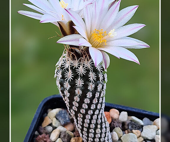 Turbinicarpus heliae - 10 korn