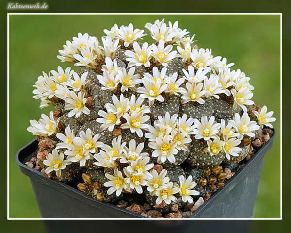 Blossfeldia liliputana