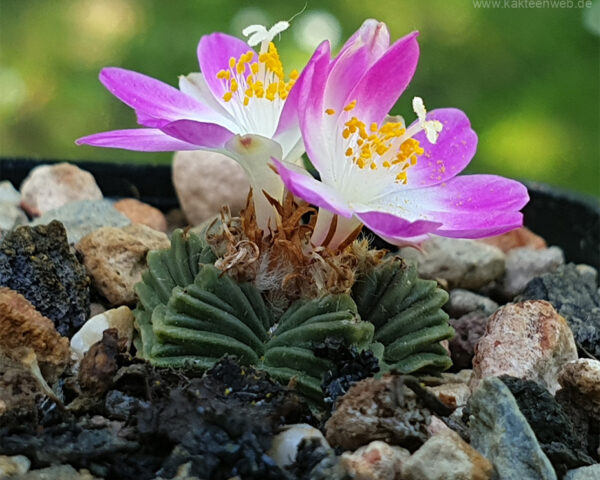 Aztekium valdezii