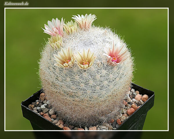 Mammillaria candida -10 Korn