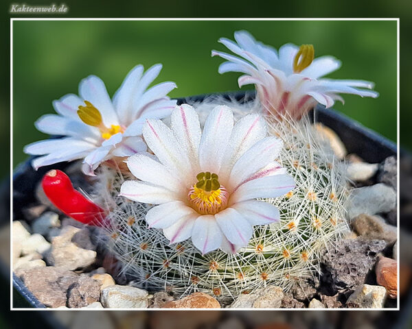 Mammillaria lenta -10 Korn