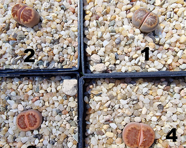 Lithops julii cv. Kikushogiyoku