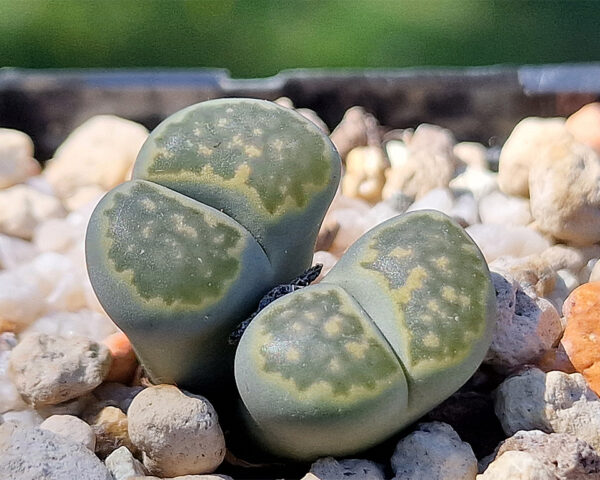 Lithops julii ssp. fulleri cv. Fullergreen