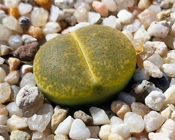 Lithops lesliei "Albinica"