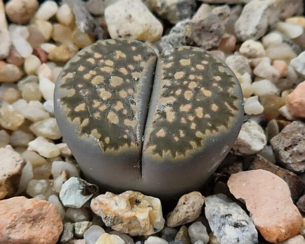 Lithops salicola var. reticulata