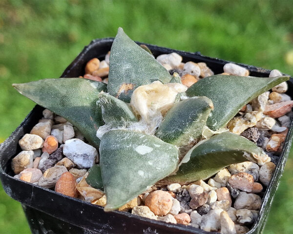 Ariocarpus confusus